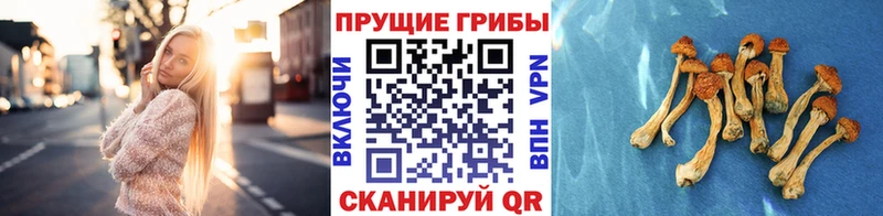 Псилоцибиновые грибы ЛСД  Советск 
